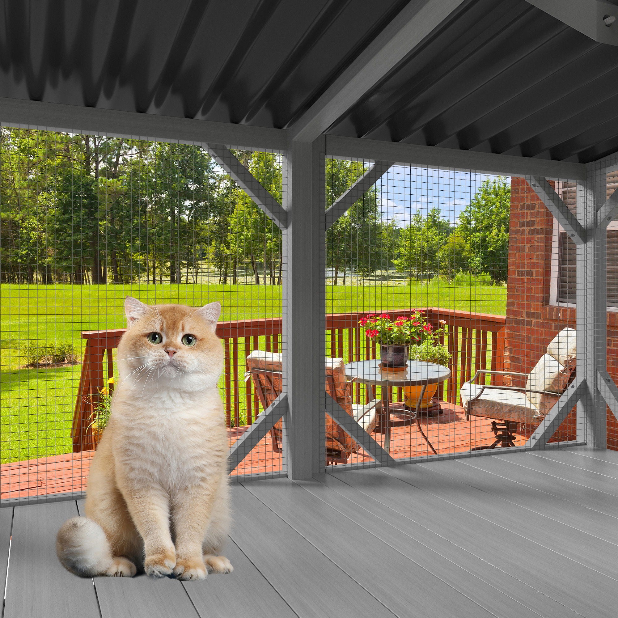 Cat Window Box