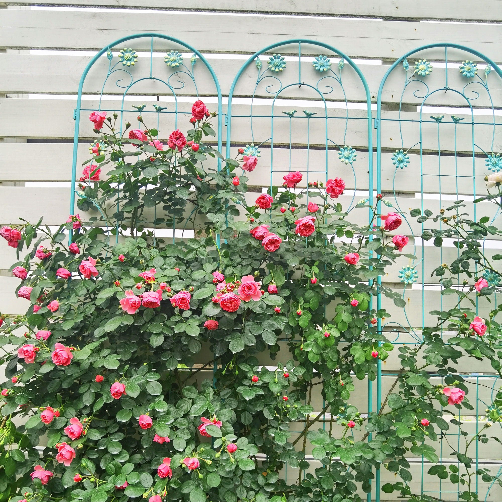 Metal Garden Trellis Rustproof Trellis For Climbing Plant Outdoor Flower Support